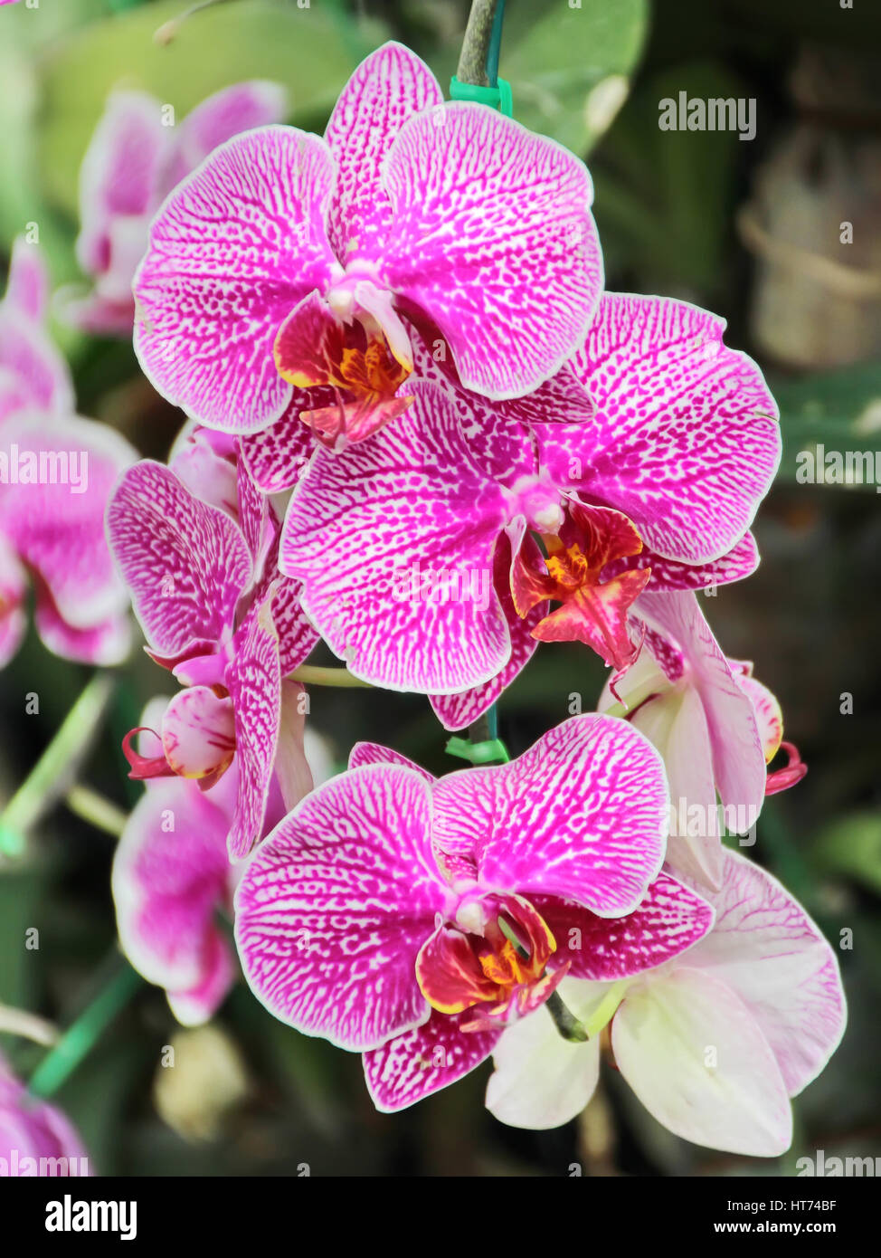 Thai Orchid im Botanischen Garten Chiang Mai, Thailand Stockfoto