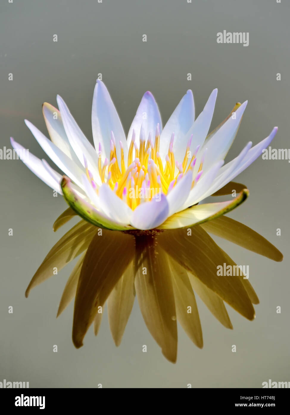 Geschlossen bis White Lotus auf dem Wasser Stockfoto
