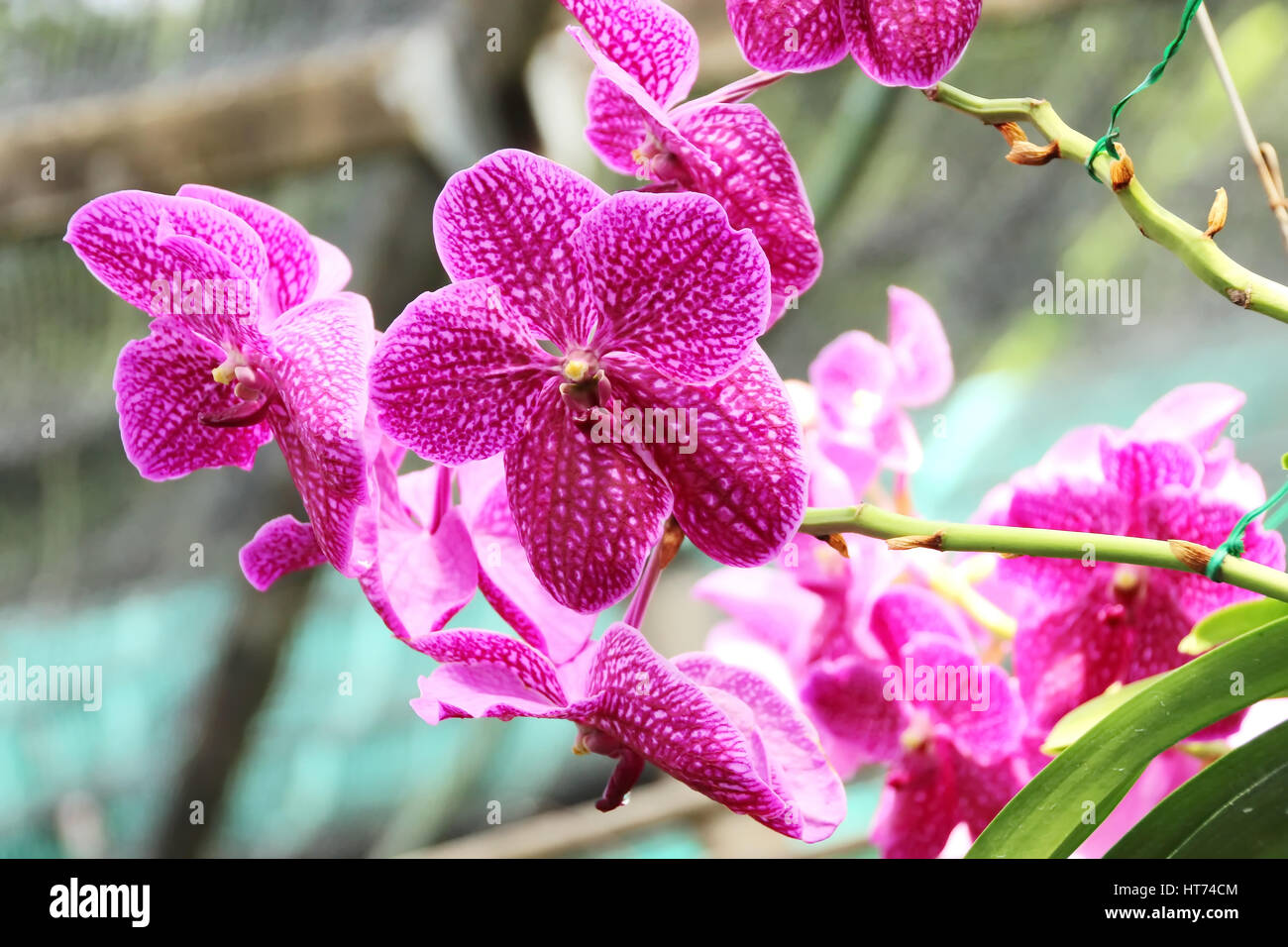 Thai Orchid im Botanischen Garten Chiang Mai, Thailand Stockfoto