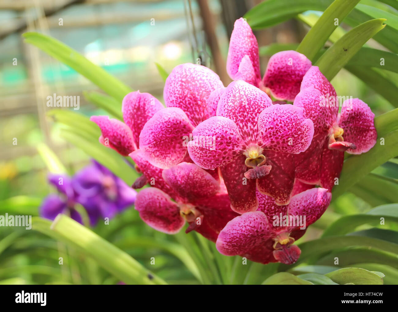 Thai Orchid im Botanischen Garten Chiang Mai, Thailand Stockfoto