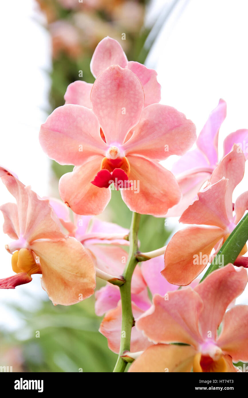 Schöne rosa Orchidee im Garten zugemacht Stockfoto