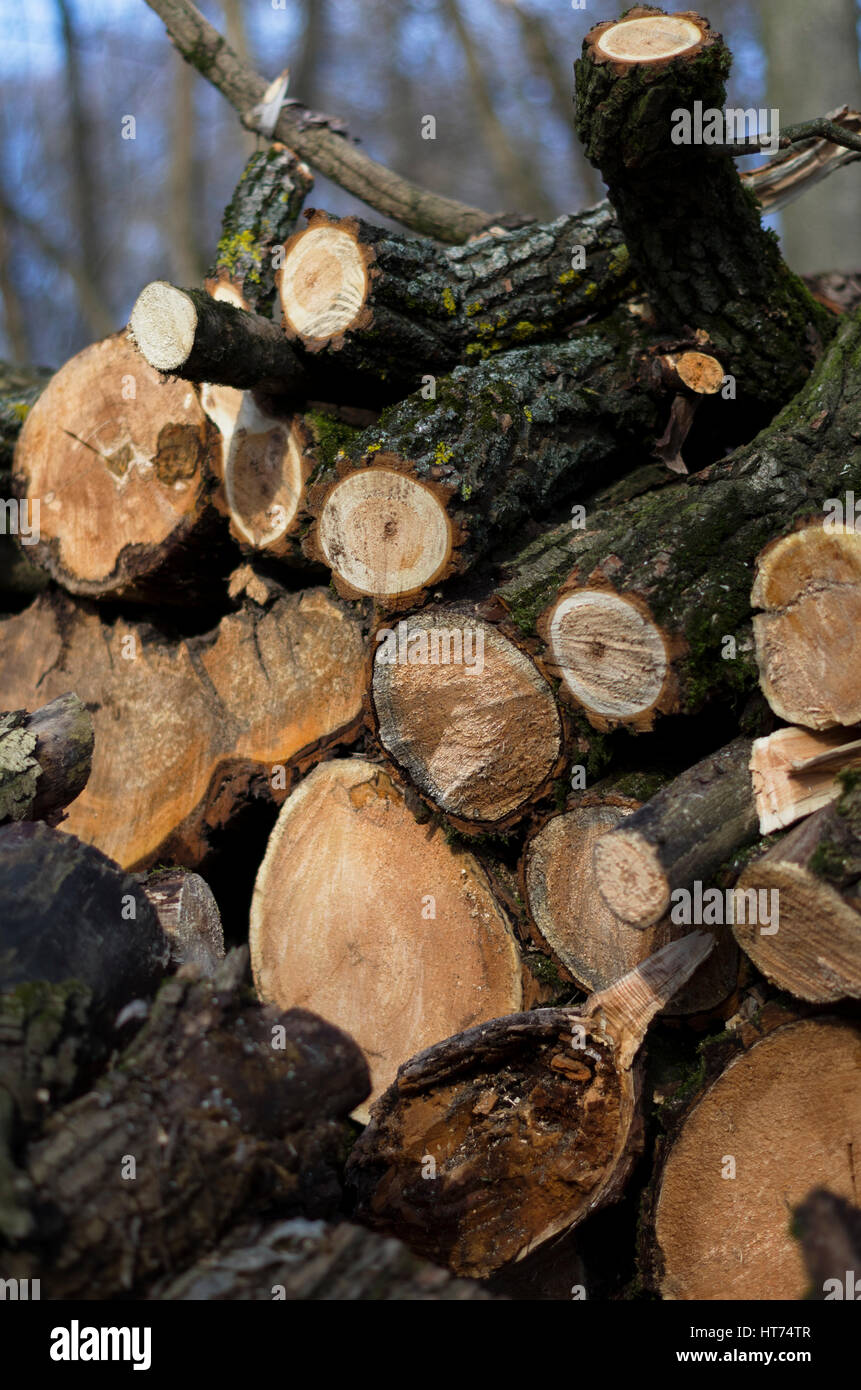 Rundholz-Holz gespeichert in die Wälder, blauer Himmel, Frühjahr, Tschernigow, Ukraine Stockfoto