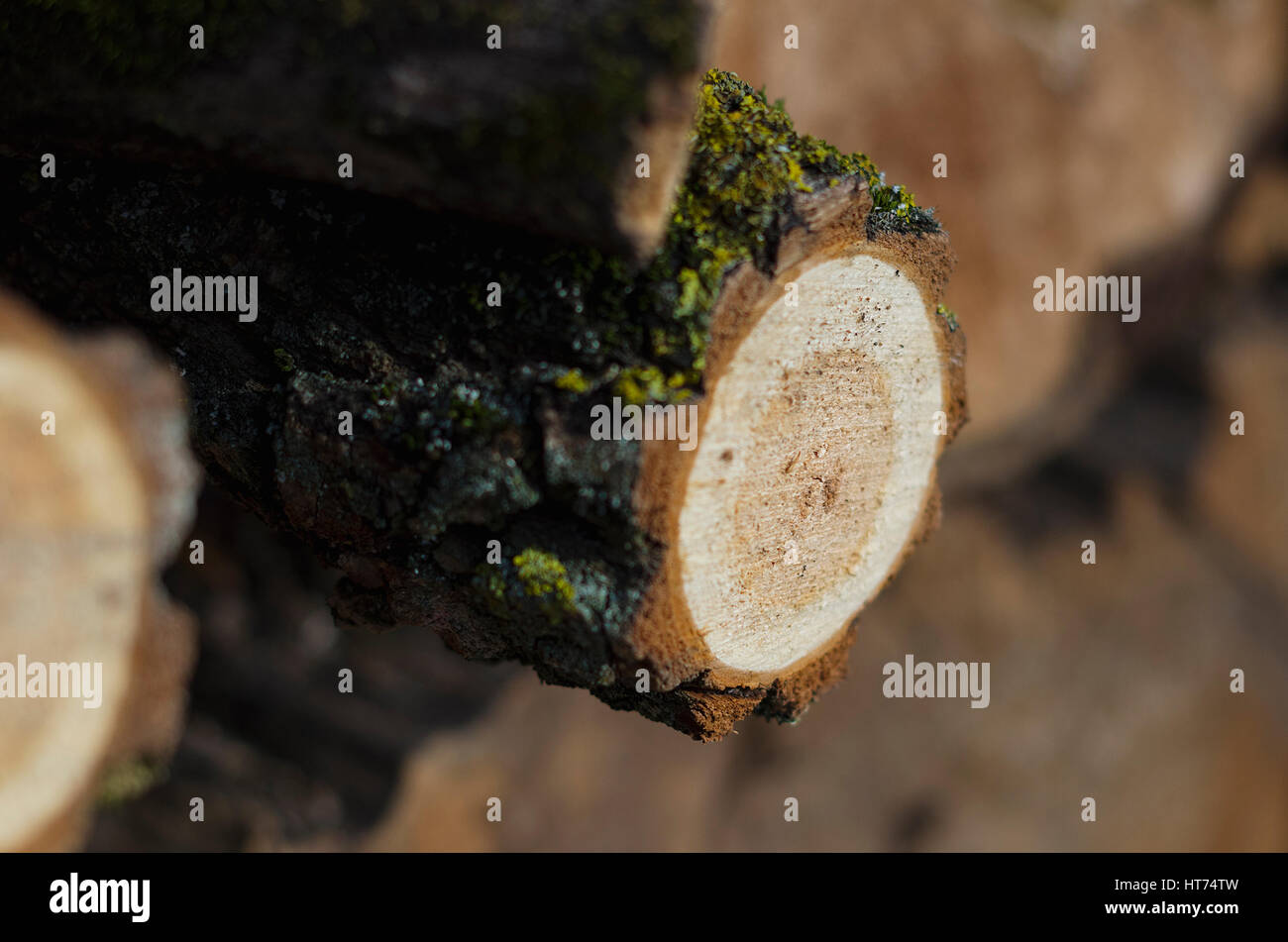 Rundholz Holz gespeichert in den Wäldern, Nahaufnahme, Scherung, Frühjahr, Tschernigow, Ukraine Stockfoto