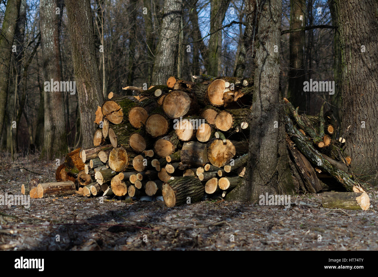 Rundholz Holz gespeichert in den Wäldern, Frühjahr, Tschernigow, Ukraine Stockfoto