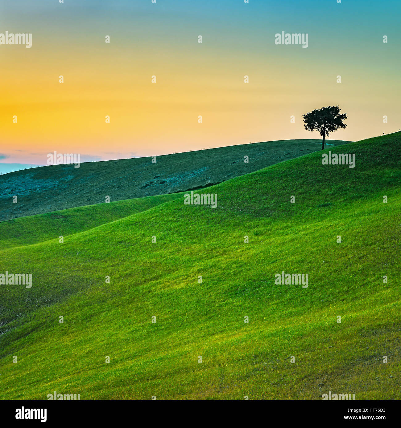 Tuscany Land, sanfte Hügel, einsame Baum und Grünflächen auf Sonnenuntergang. Volterra, Pisa, Italien Europa. Stockfoto