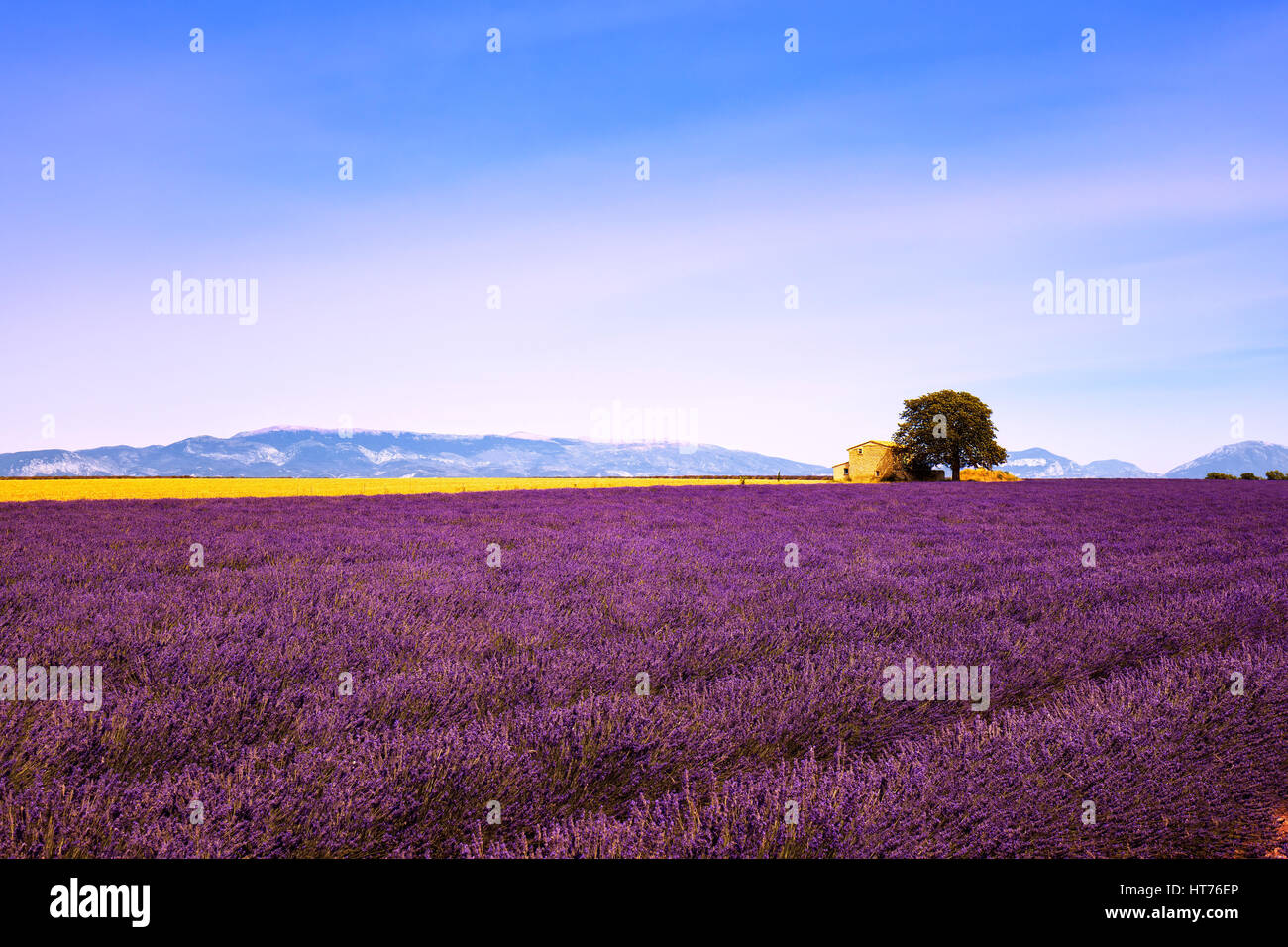 Lavendel Blumen blühen, Feld, Weizen, Haus und einsame Baum. Panorama-Blick. Plateau de Valensole, Provence, Frankreich, Europa. Stockfoto