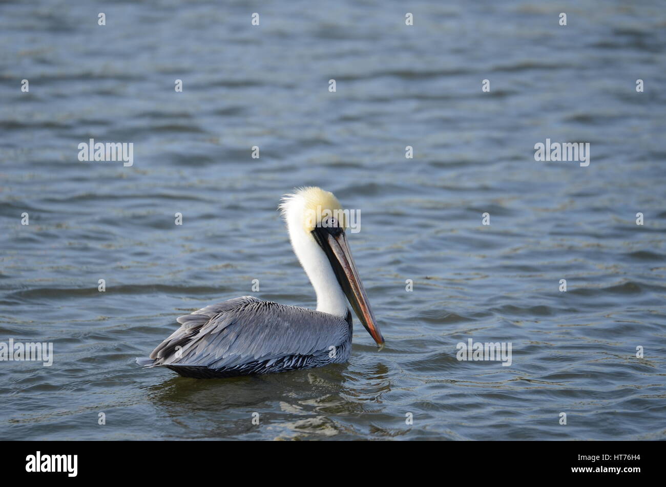 Louisiana braune Pelikan sein wachsames Stockfoto