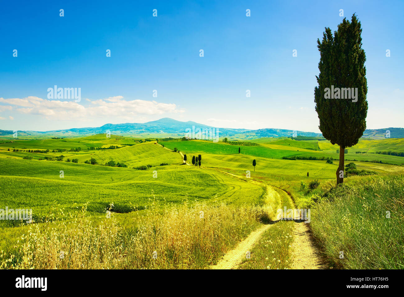 Toskana Landschaft, ländliche Straße, Weizenfeld und Baum. Crete Senesi, Italien Europa Stockfoto