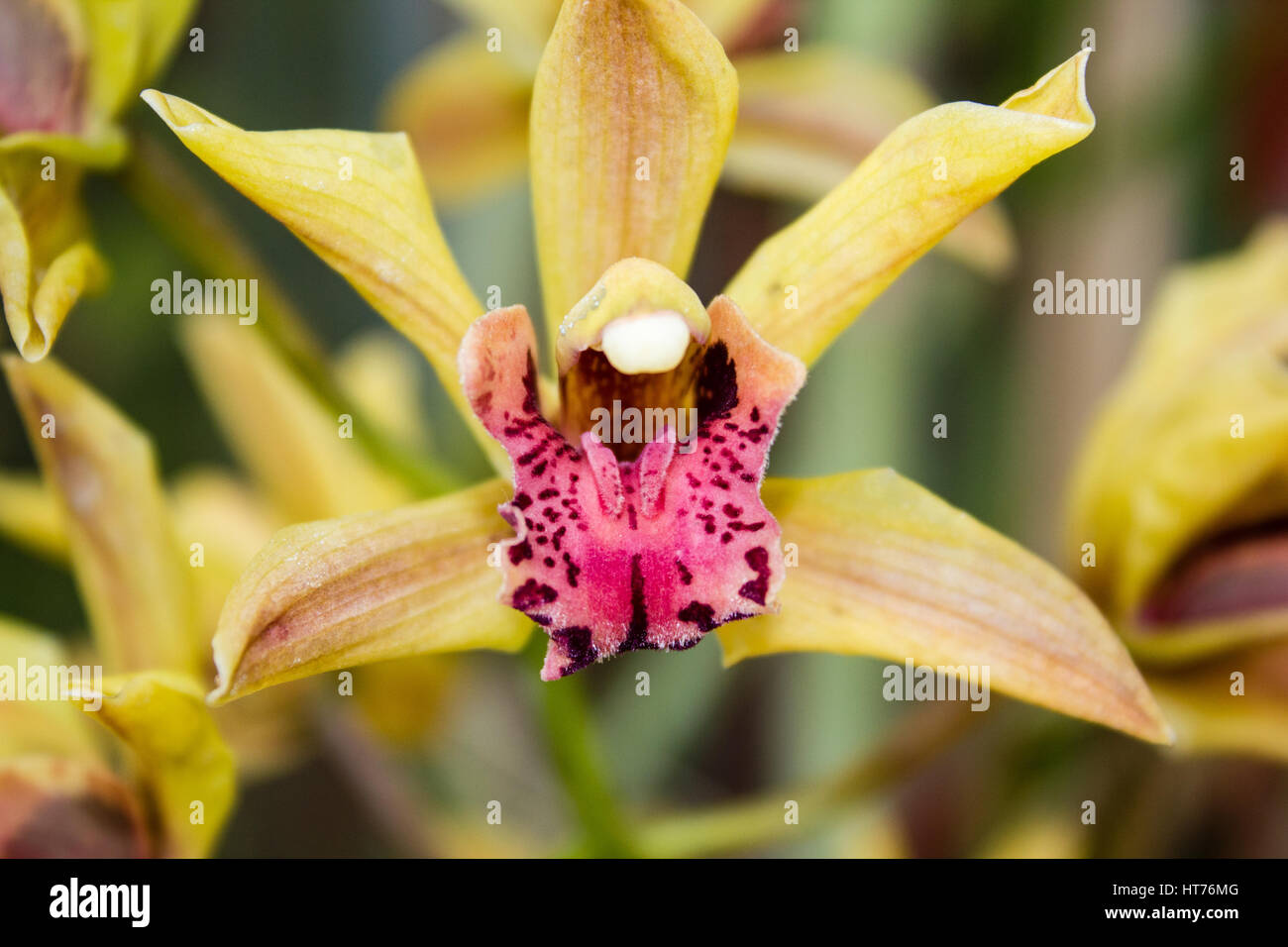 Gelbe Cymbidium Orchidee Stockfoto