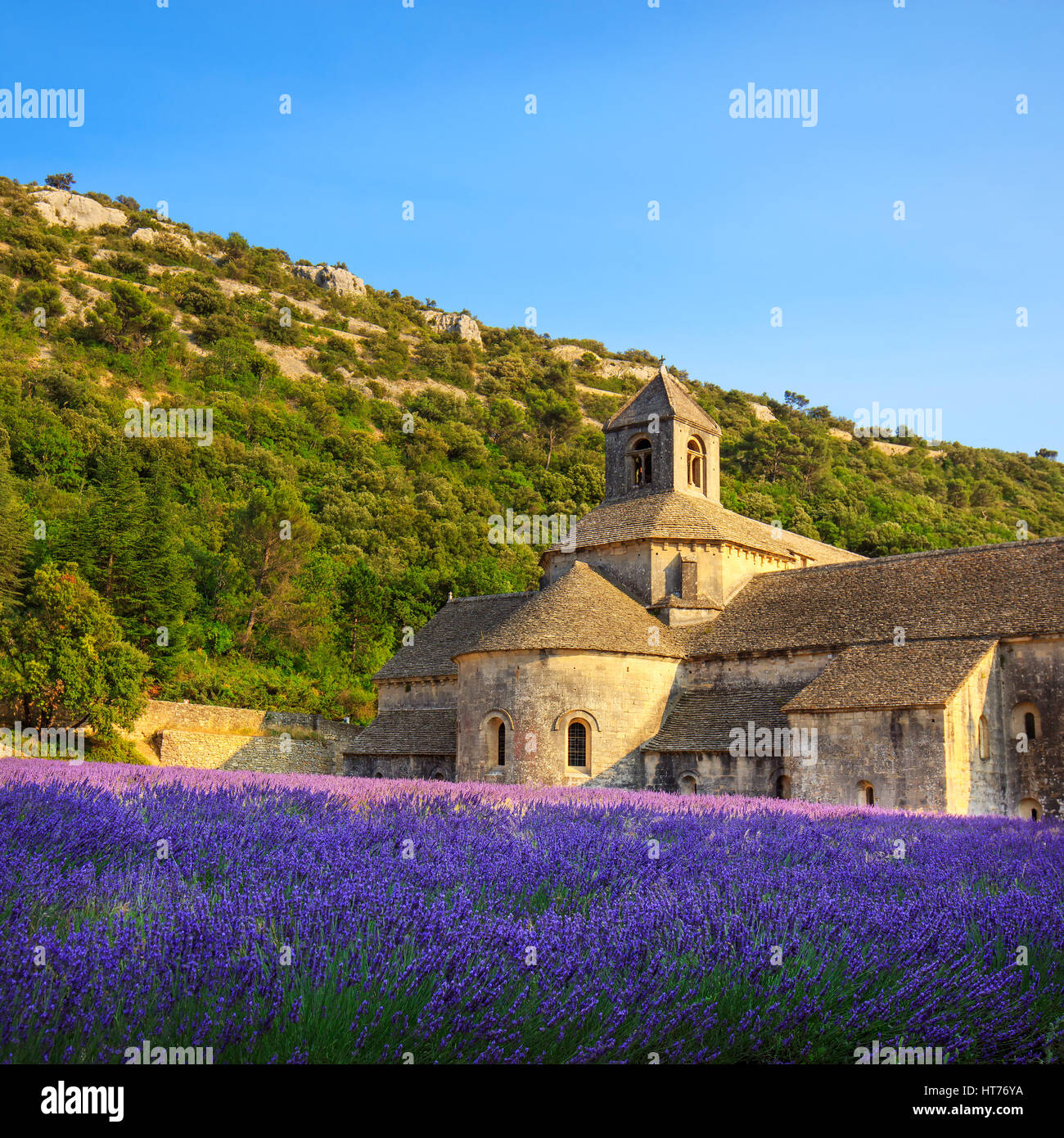 Abtei von Senanque und blühenden Zeilen Lavendel Blumen bei Sonnenuntergang. Gordes, Luberon, Vaucluse, Provence, Frankreich, Europa. Stockfoto