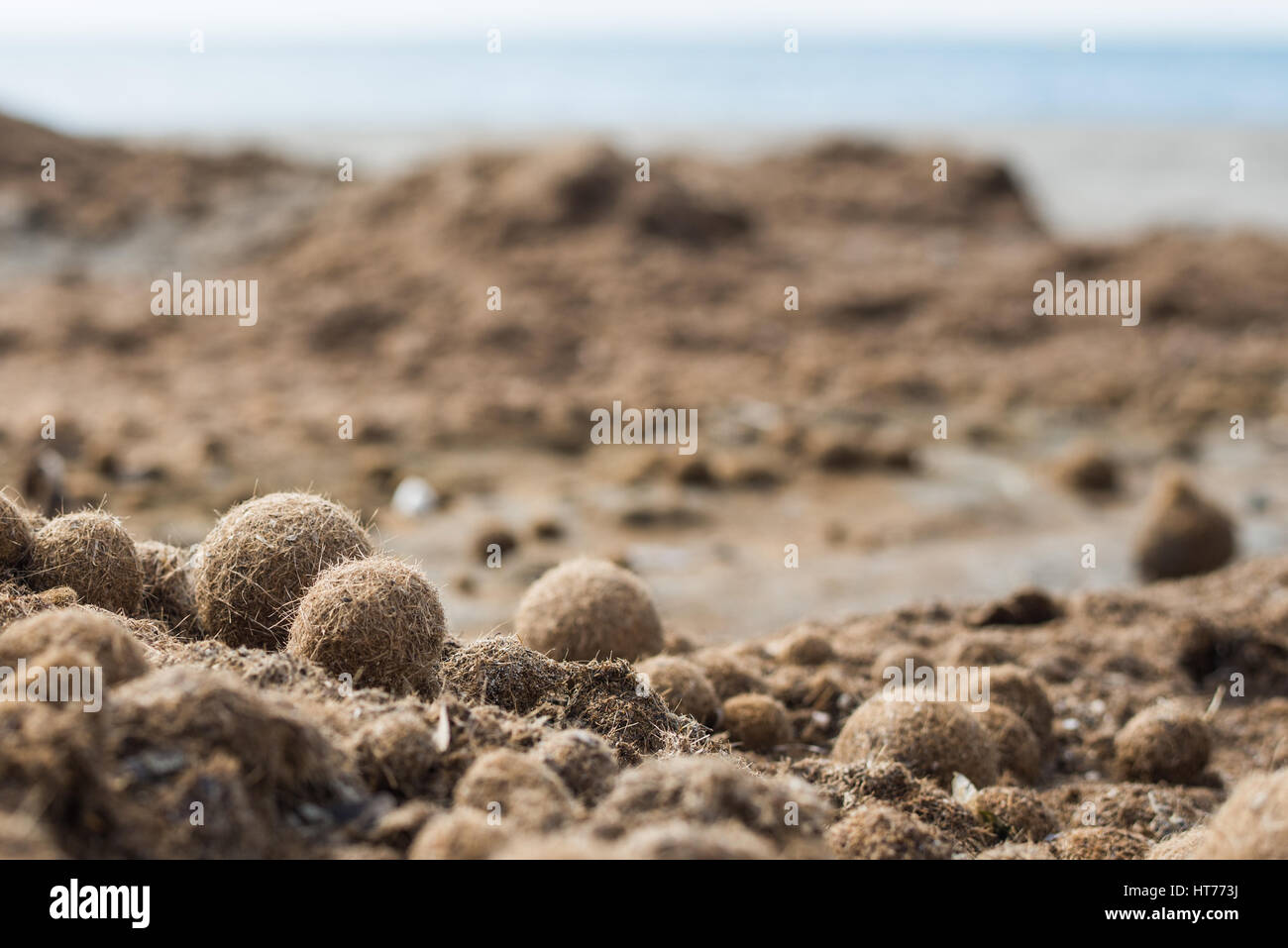 Posidonia Oceanica, Neptun Grass - spanische Seegras am Strand Stockfoto