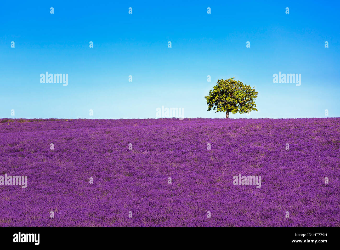 Lavendel Blumen blühen Feld und einem einsamen Baum bergauf. Valensole, Provence, Frankreich, Europa. Stockfoto