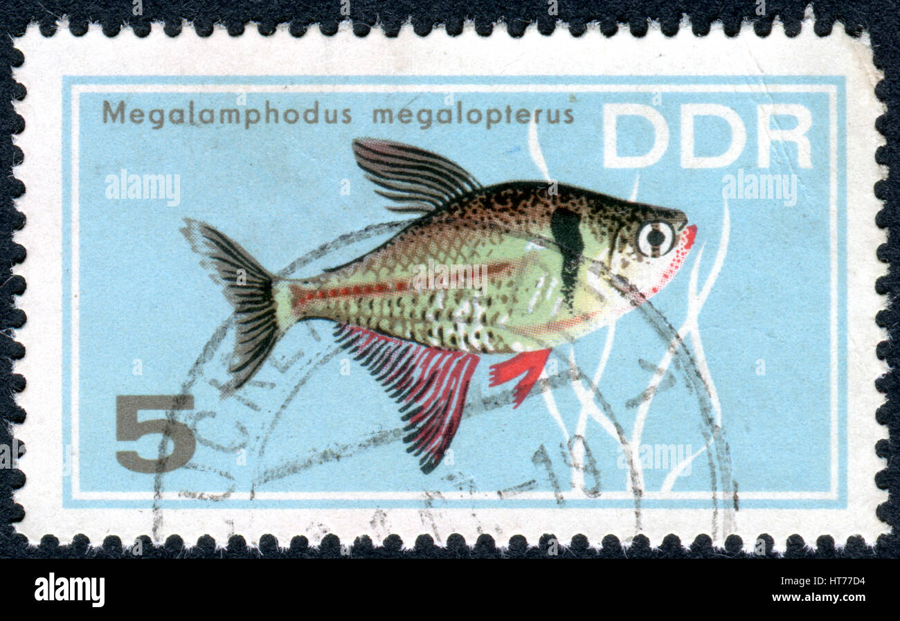 Deutschland - ca. 1966: Eine Briefmarke gedruckt in Deutschland (DDR), zeigt tropische Fische Black Phantom Tetra (Megalomphodus Megalopterus), ca. 1966 Stockfoto