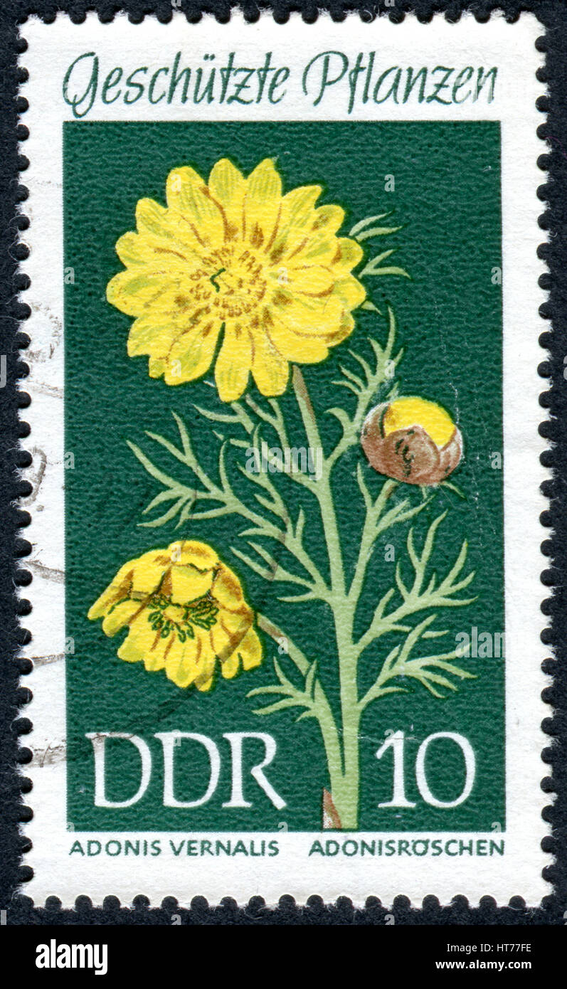 Deutschland - ca. 1969: Eine Briefmarke gedruckt in Deutschland (DDR), zeigt die Blume Adonis Vernalis, ca. 1969 Stockfoto