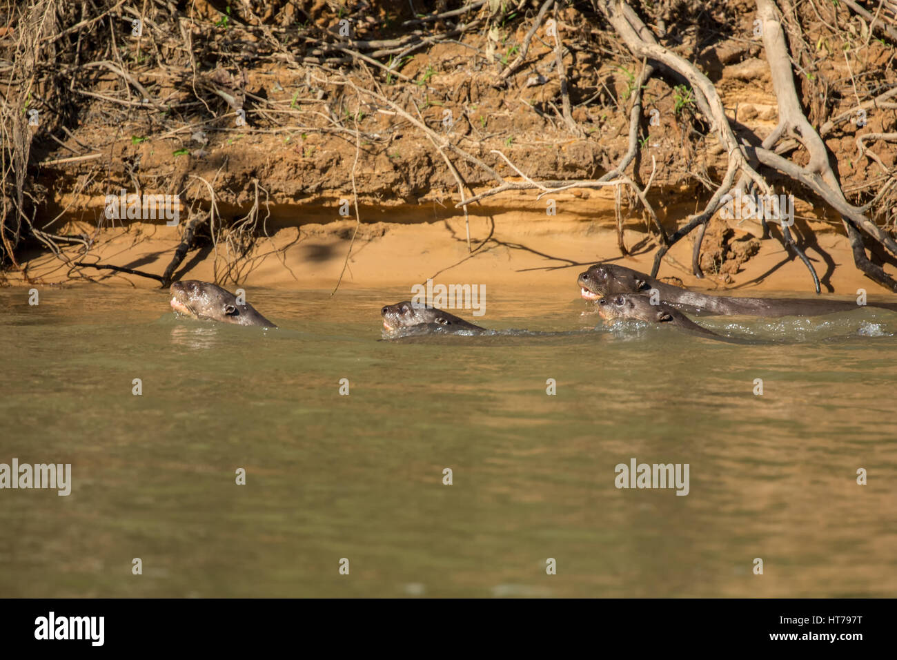 Vier riesige Fischotter jagen Fischen zusammen im Fluss Cuiaba im Großraum Pantanal von Mato Grosso, Brasilien, Südamerika.  Der Riesenotter Mittelverwendung Stockfoto