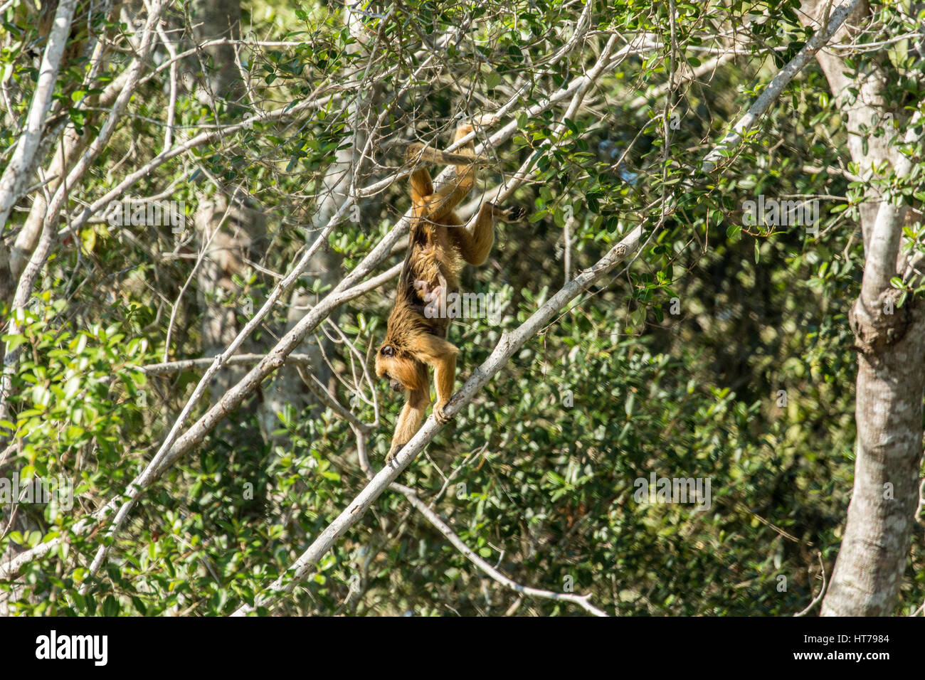 Weibliche und Baby schwarzen Brüllaffen (Alouatta Caraya) in der Region Mato Grosso Pantanal, Brasilien, Südamerika. Stockfoto