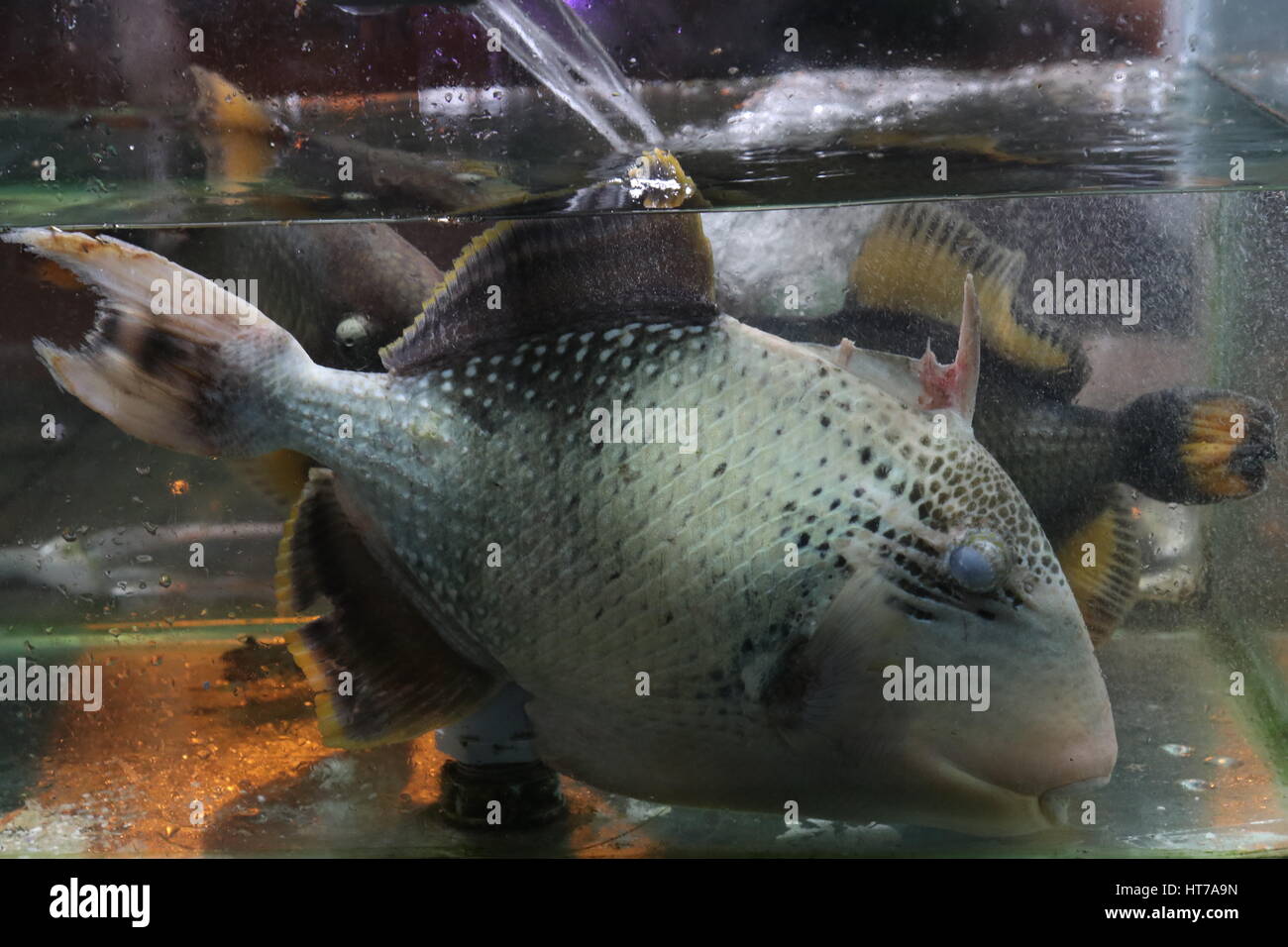 Fische im Aquarium Stockfoto