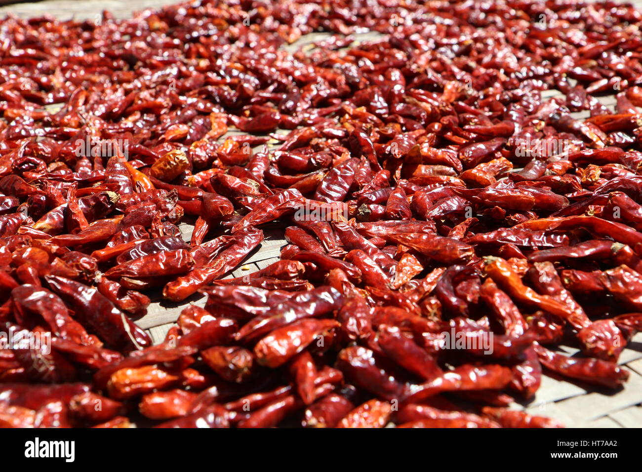 Viele rote Chilischoten in der Sonne getrocknet Stockfoto