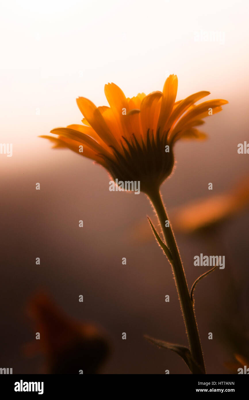 Sonne gebadet Blume Stockfoto