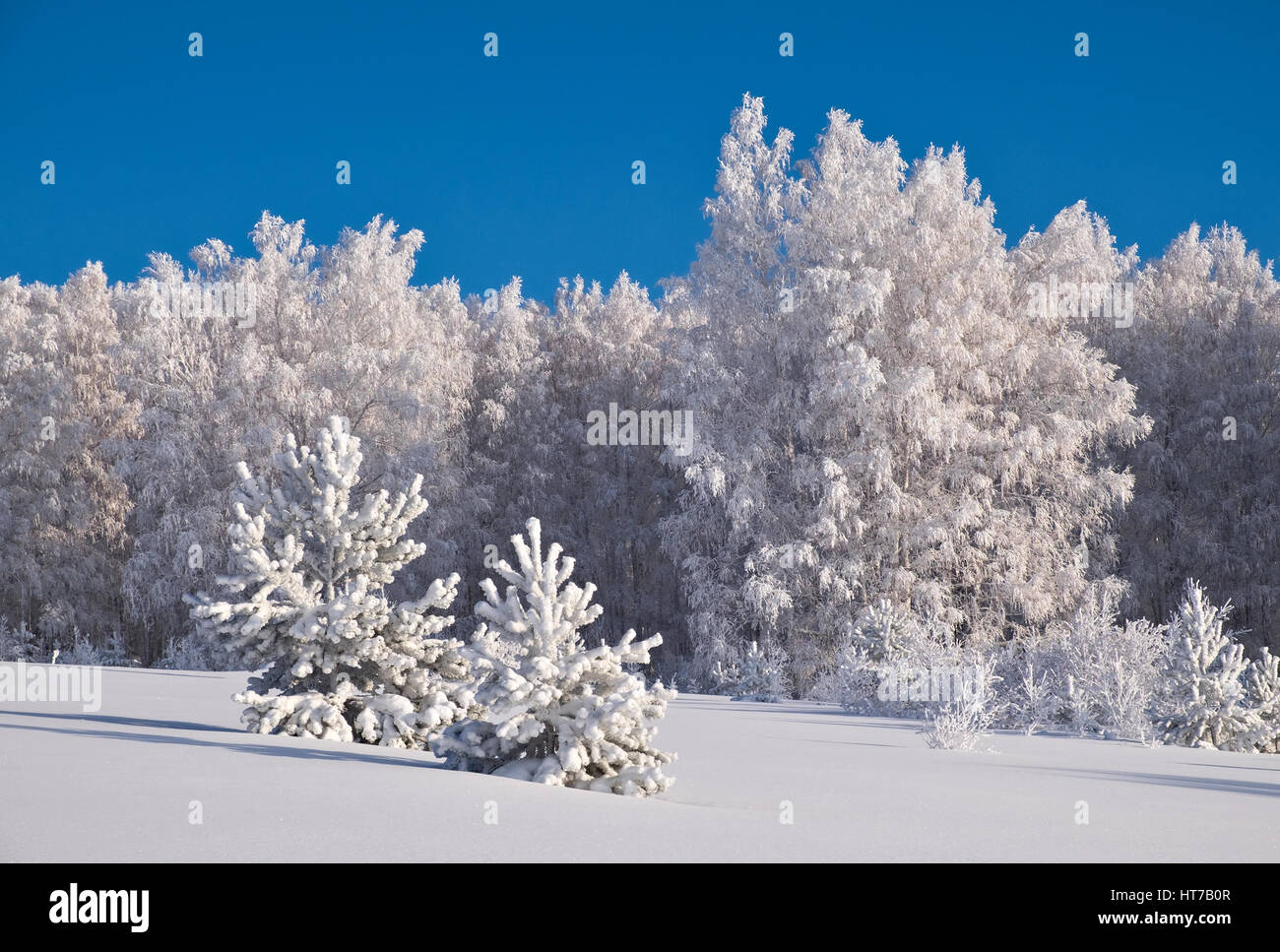 Bäume mit Raureif im Winterwald Stockfoto