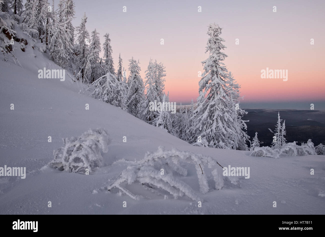Winterwald bei Twilights nach Sonnenuntergang Stockfoto