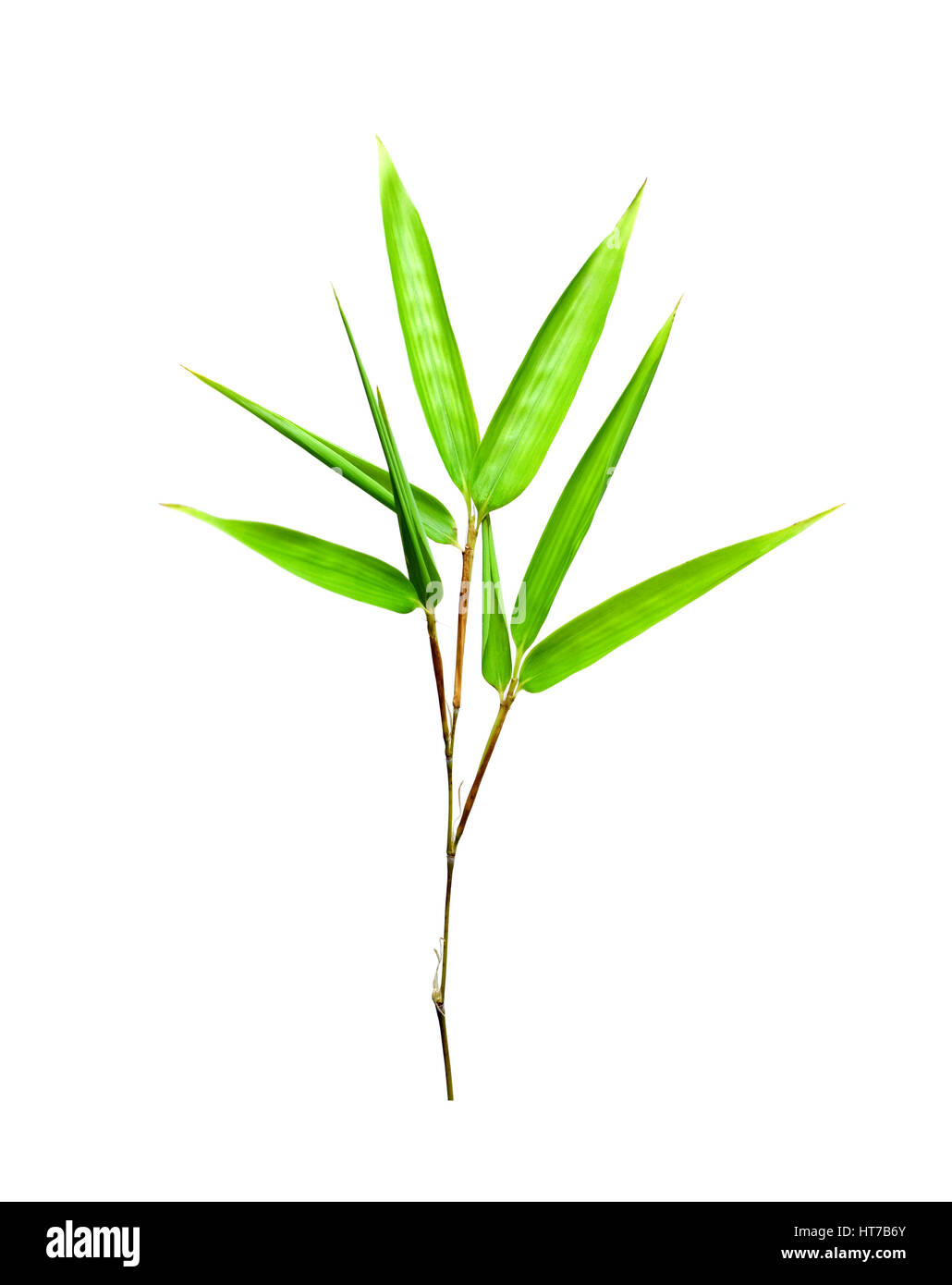 Bambus Blätter isolierten auf weißen Hintergrund Stockfoto