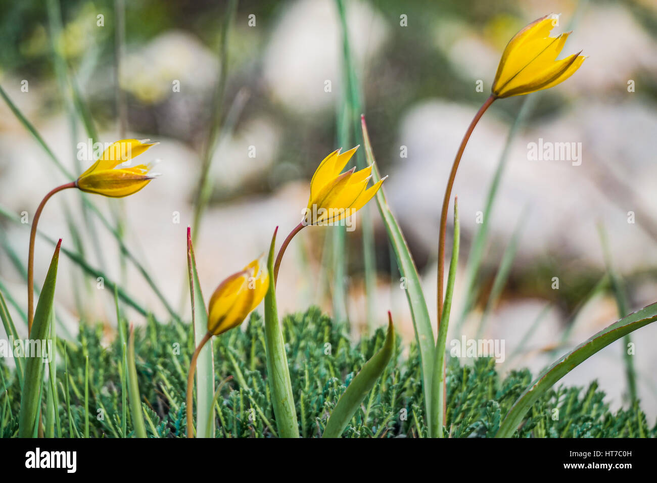 Gelbe Blumen Tulpe wie ländliche Pflanzen horizantal Stockfoto