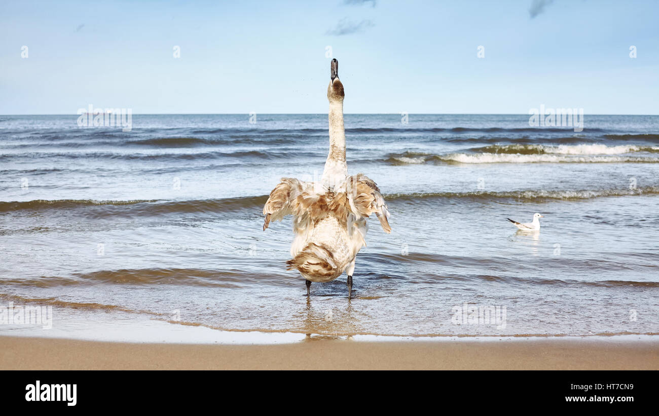Panoramaaufnahme des jungen Höckerschwan Nachschlagen an einem Strand. Stockfoto