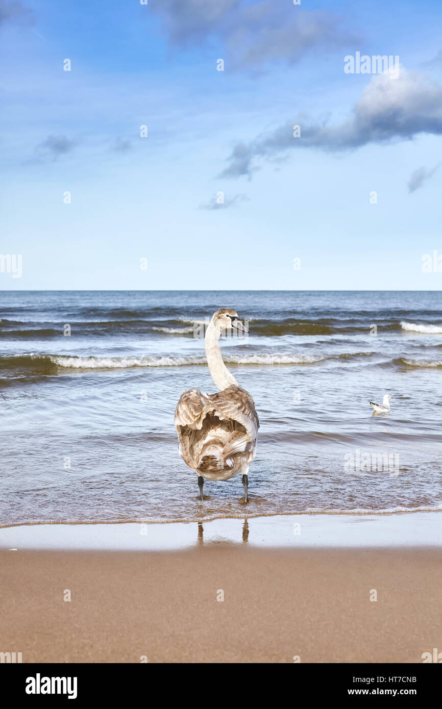 Junger Höckerschwan waten am Strand. Stockfoto