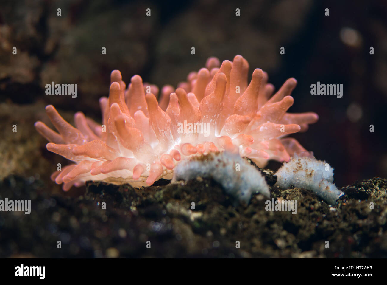 Blase-Tip Anemone (Entacmaea Quadricolor). Hell rosa Seeanemone in Familie Actiniidae, Host, Clownfische (Amphiprion sp.) Stockfoto