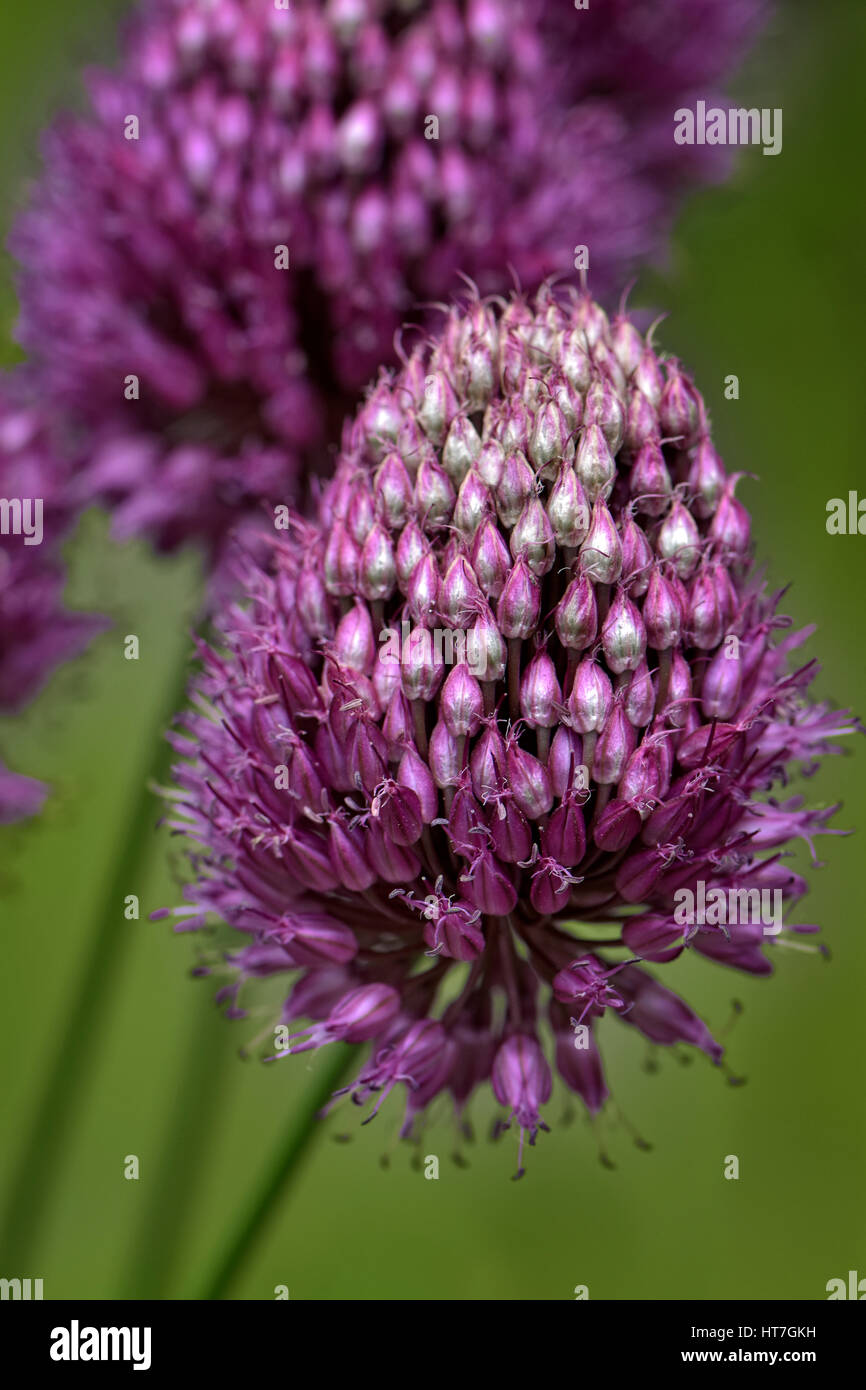Allium Drumstick, auch bekannt als Sphaerocephalon, Nahaufnahme Stockfoto