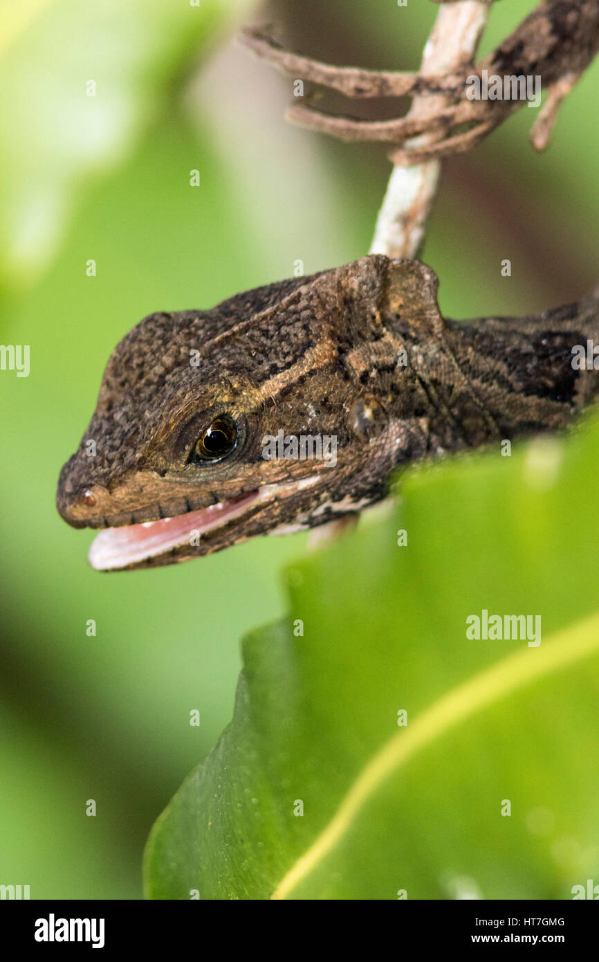 Basilisk Eidechse - grüne Cay Sumpfgebiete, Boynton Beach, Florida, USA Stockfoto