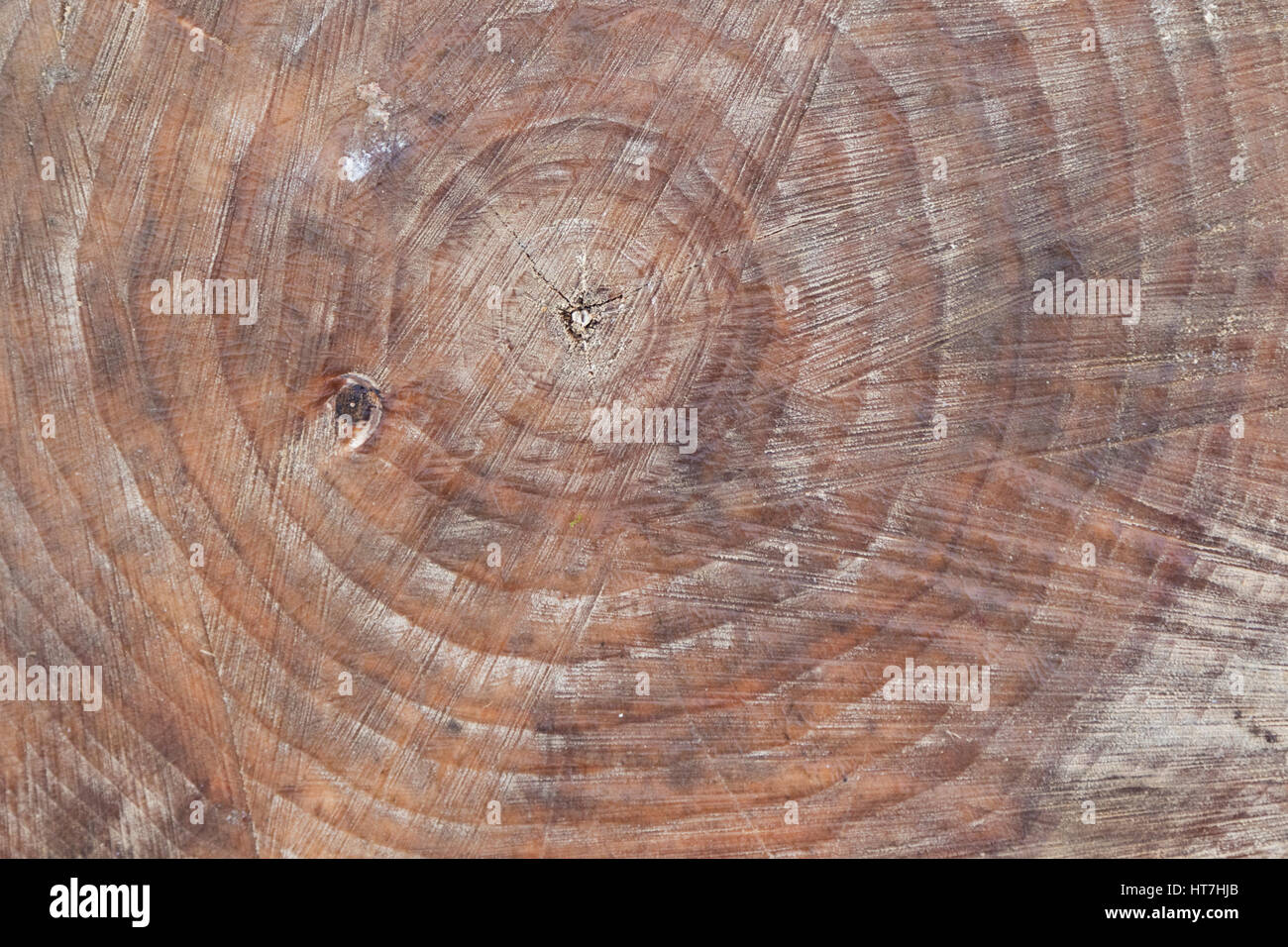 Natur: Jahrringe auf Baumstumpf. Stockfoto