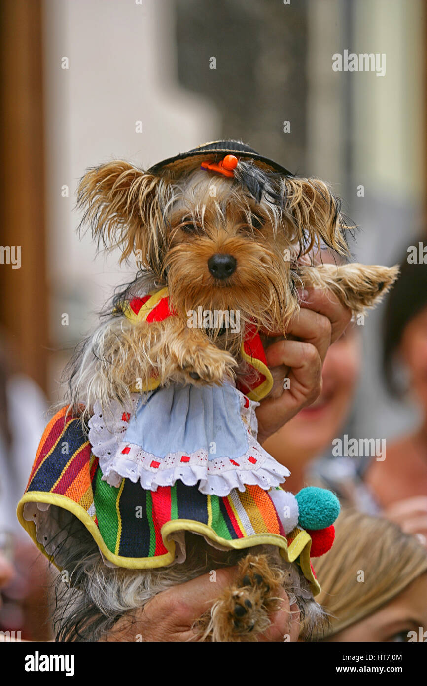 Nahaufnahme eines Hundes im traditionellen Gewand während Fronleichnam Feier In Spanien Stockfoto