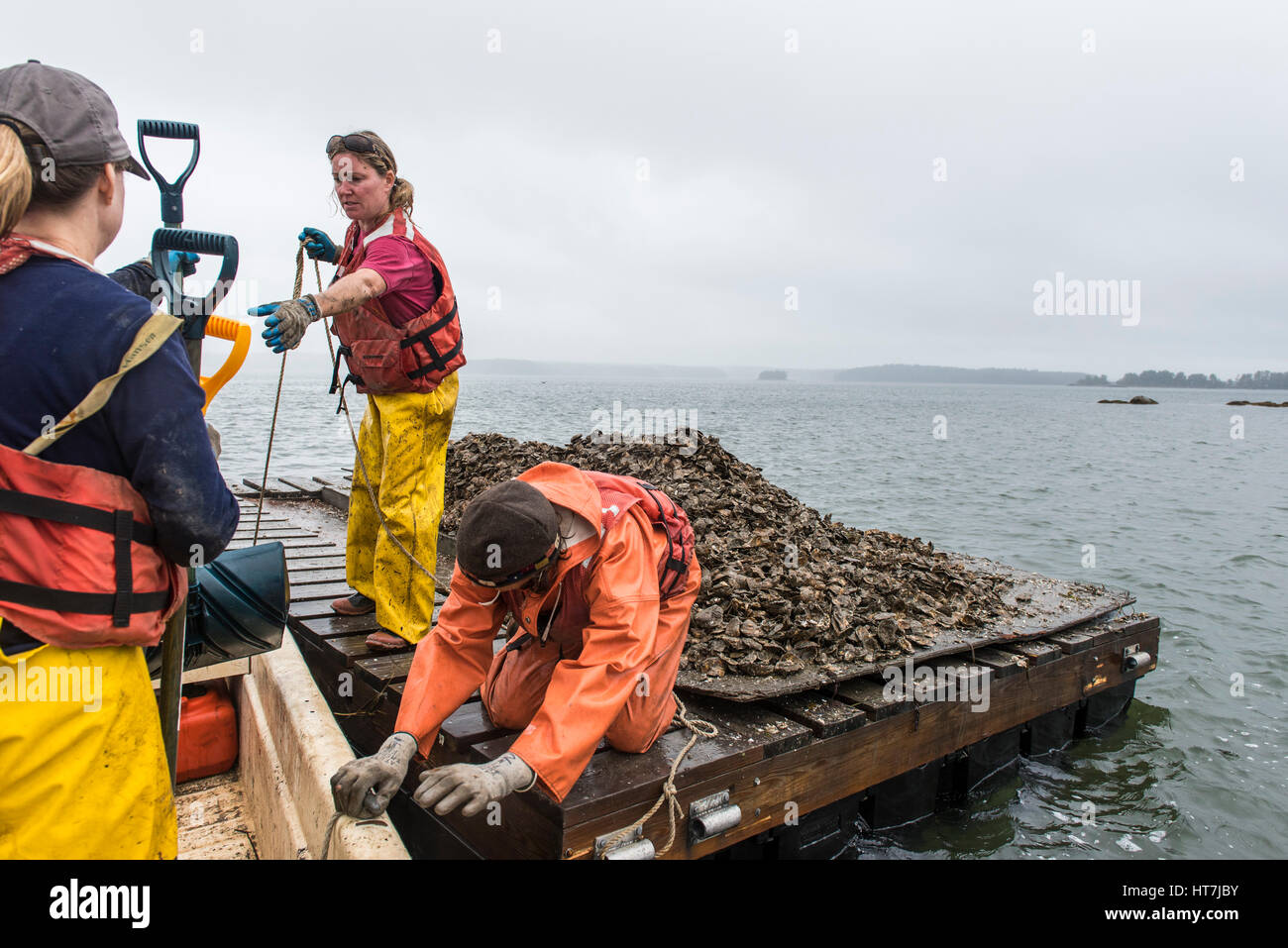 Eine Auster Restaurierung freiwillige Vorbereitung Austern auf ihre künstliche Riff In der großen Bucht bewegen Stockfoto