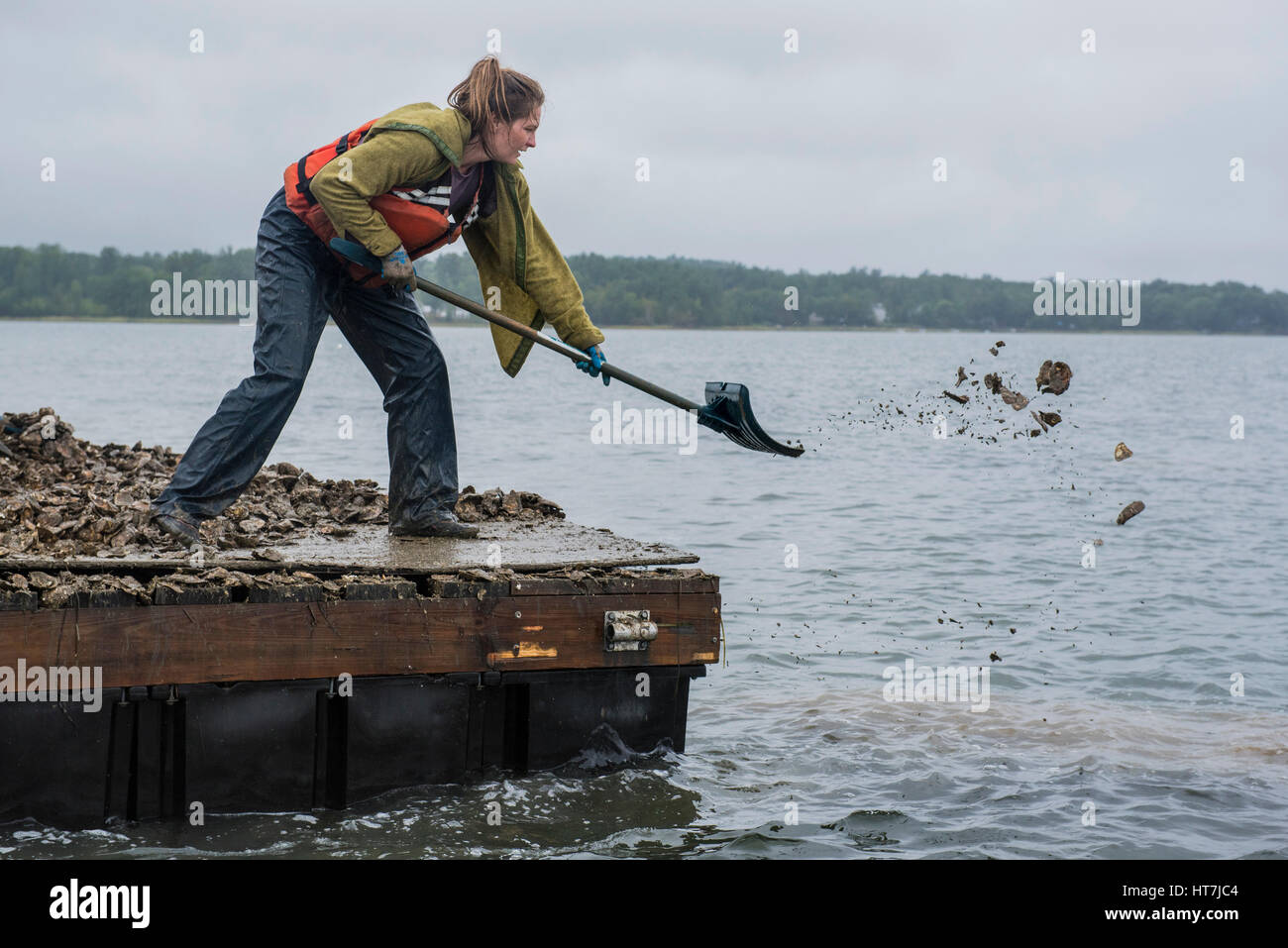 Ein Oyster-Restaurierung-Spezialist Schaufeln Austern auf das künstliche Riff Stockfoto