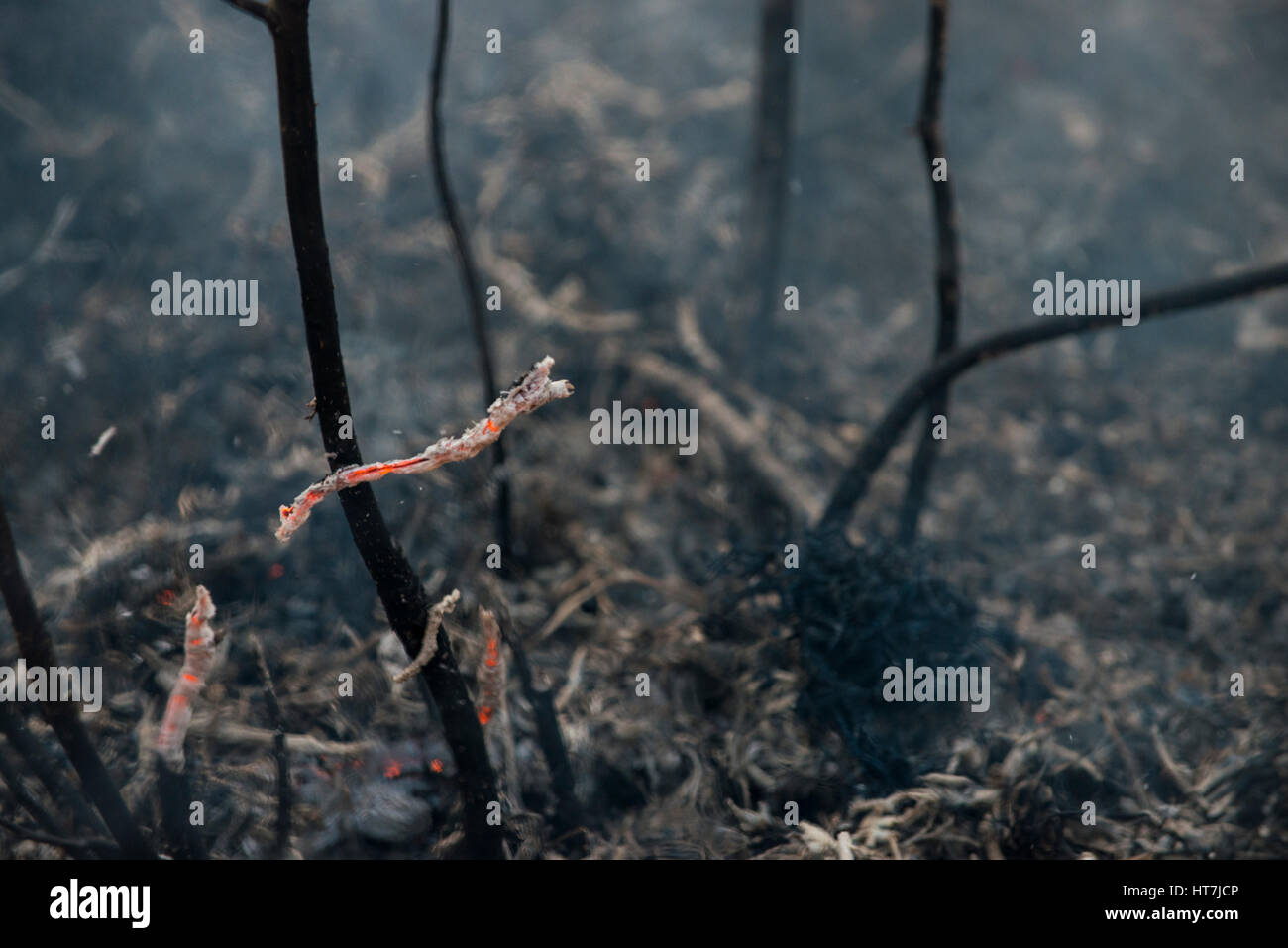 Schwelbrand und verbrannten Büsche Stockfoto