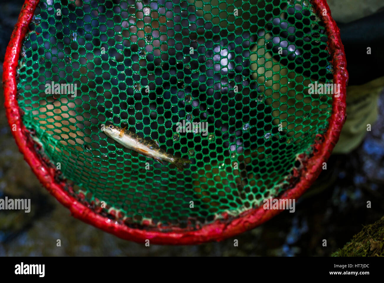 Eine Bachforelle Fisch gefangen, während eine Stream-Umfrage auf Mason Brook Conway Stockfoto