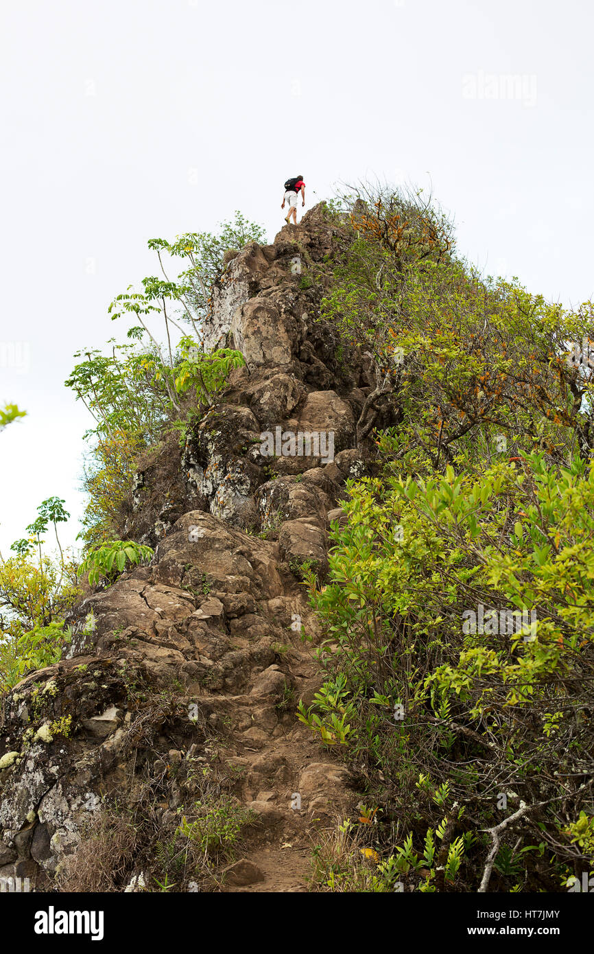 Extreme Wanderer Chase Norton dem Olomana Gipfel auf der hawaiischen Insel Oahu Stockfoto