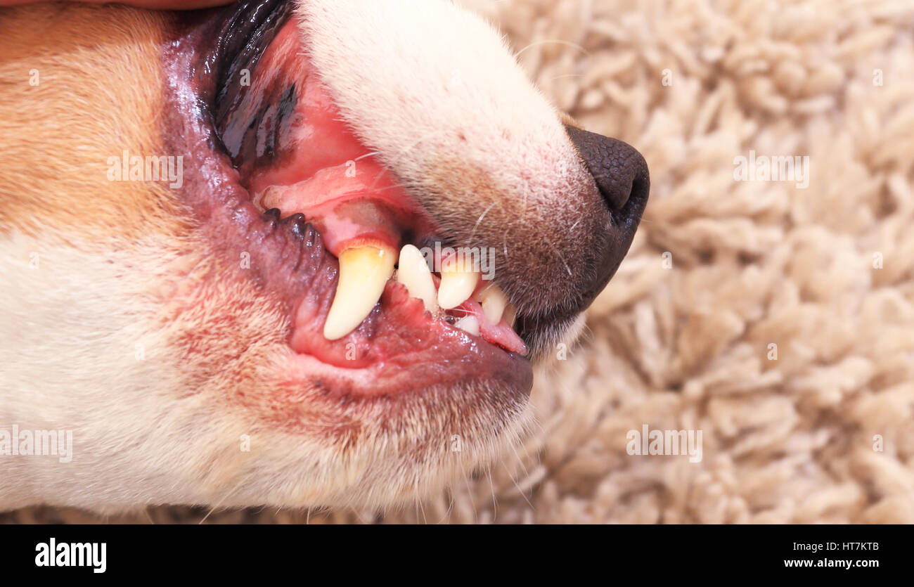 Hund Zähne Nahaufnahme. Überprüfung der Hund die Zähne hautnah. Hund-Eckzahn in schlechtem Zustand. Gute tierärztliche Hintergrund. Stockfoto