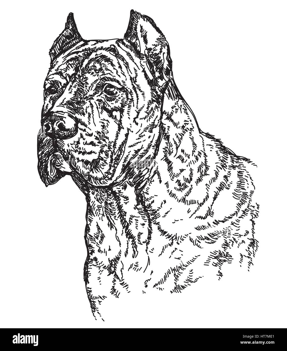 Cane Corsa Hundekopf im Profil Vektor hand Zeichnung illustration Stock Vektor