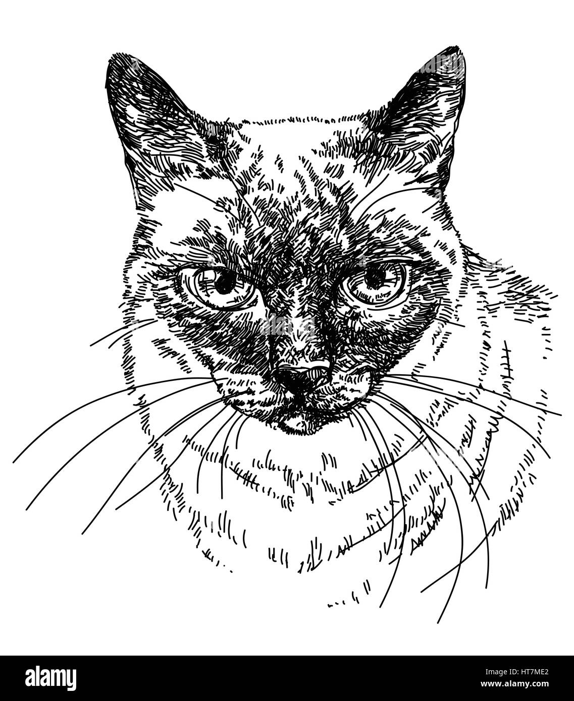 Siamesische Katze Kopf Vektor-Illustration der Handzeichnung Stock Vektor