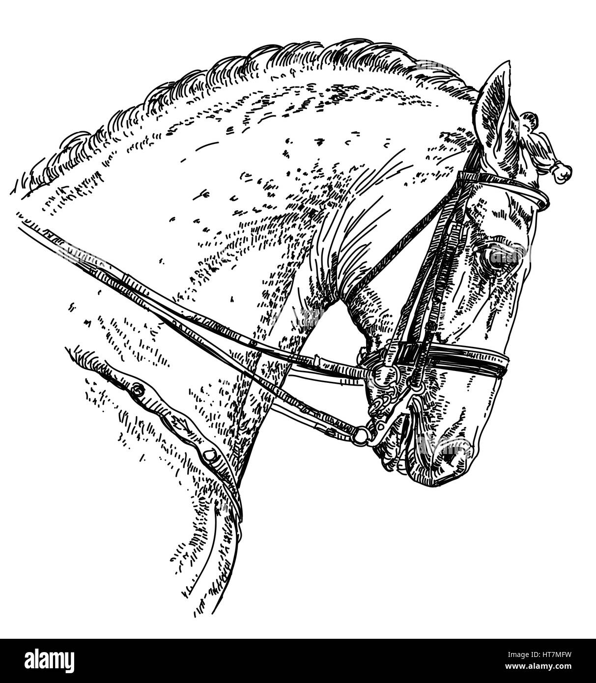 Andalusier, spanische Pferd Porträt mit Trense Hand Zeichnung illustration Stock Vektor