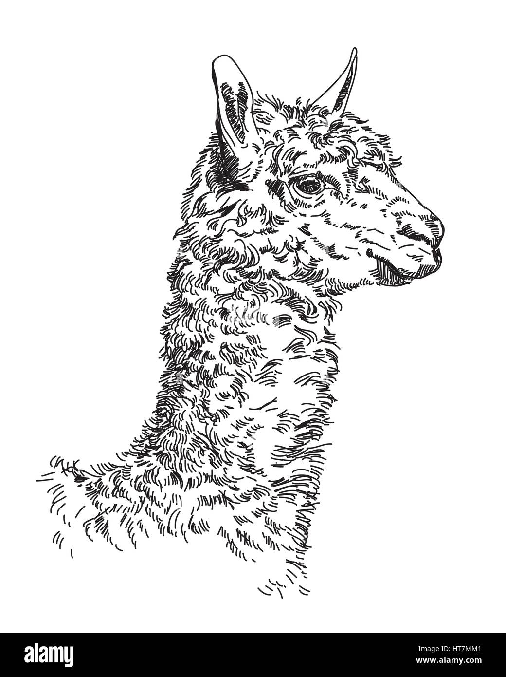 Gravur Vektor Handzeichnung Illustration des lama Stock Vektor