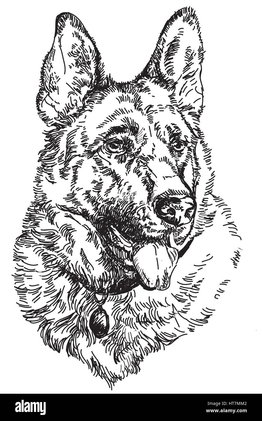 Deutscher Schäferhund Gravur Vektor Handzeichnung Illustration Stock Vektor