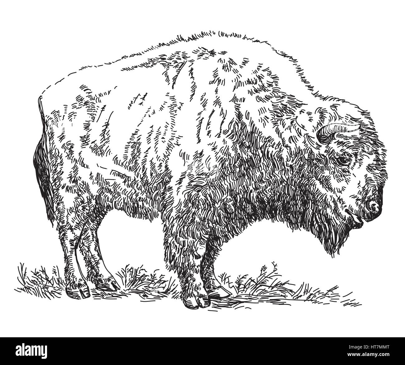 Stehender Bison Vektor Handzeichnung Abbildung Stock Vektor