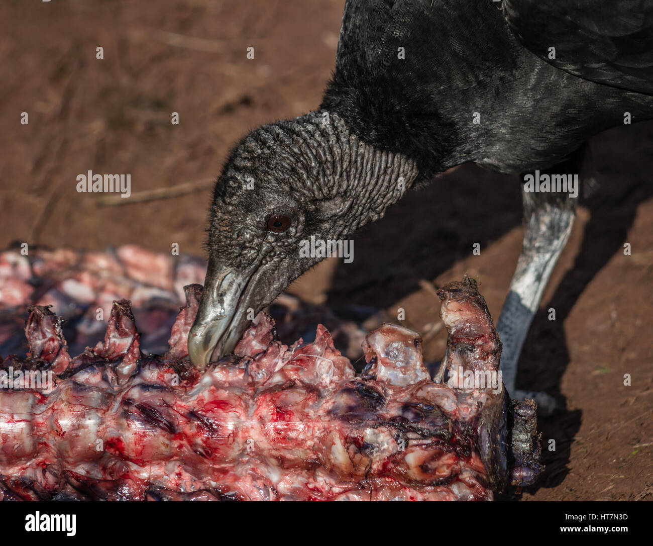 Ein Geier, der Verzehr von Fleisch aus einem carcas Stockfoto