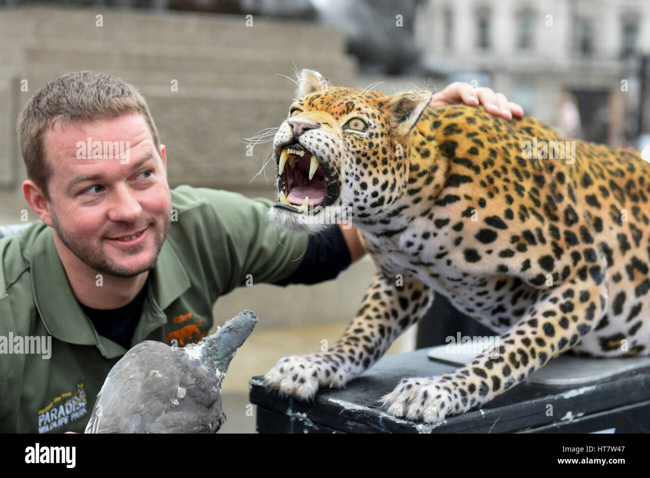 London, UK. 8. März 2017. Giles Clark, Managing Director von The Big Cat Sanctuary, posiert mit ein Animatronic Leopard auf dem Trafalgar Square als Nat Geo WILD die weltweit erste hyper realistische Animatronic Leopard anlässlich der Eröffnung der großen Katze Woche (6 bis 12 März) präsentiert in Zusammenarbeit mit Nächstenliebe die Big Cats Initiative. Bildnachweis: Stephen Chung/Alamy Live-Nachrichten Stockfoto