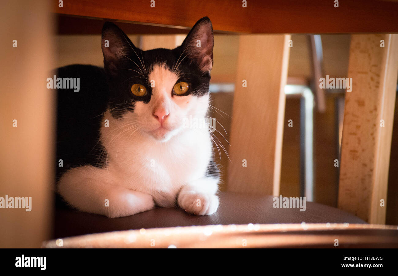 Schwarze und weiße Katze entspannt auf einen Stuhl Stockfoto