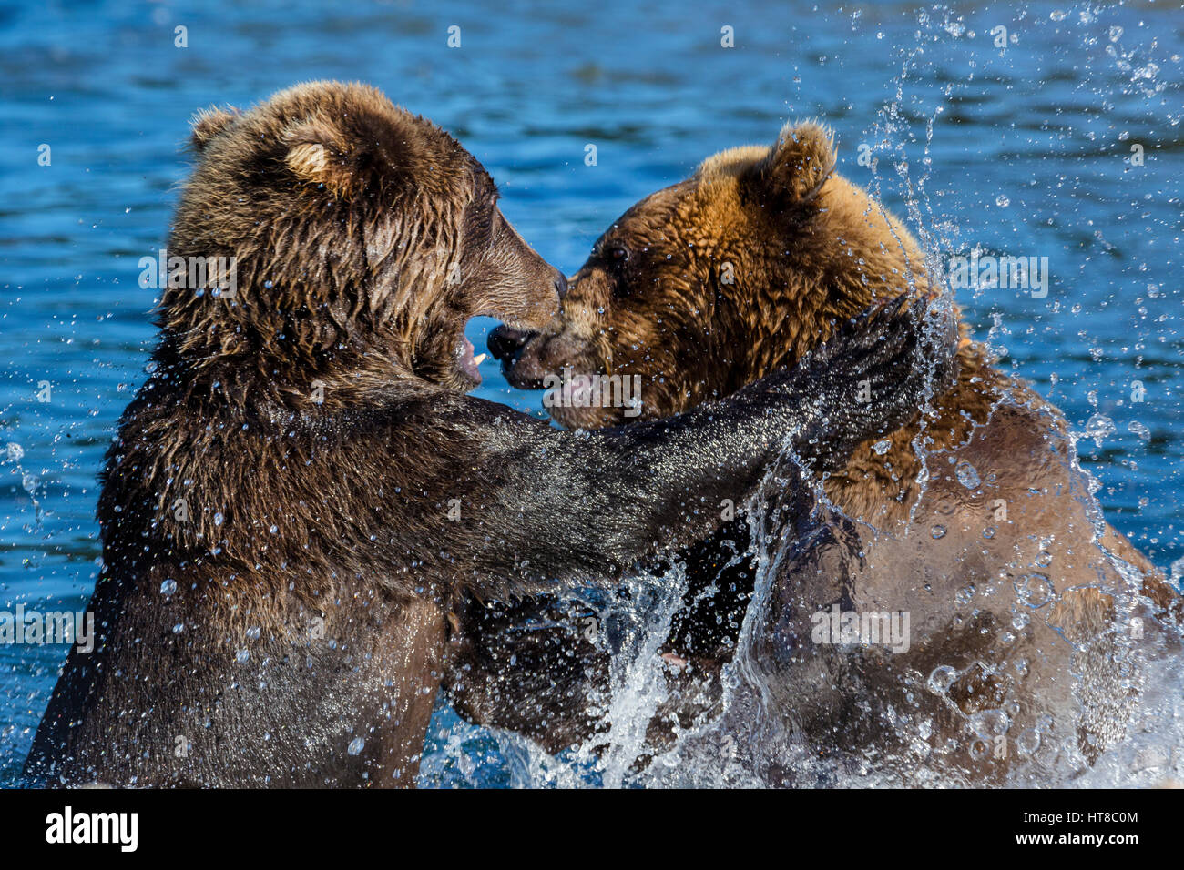 Ein paar wilde Bären spielen in einem See in ihrem natürlichen Lebensraum Stockfoto